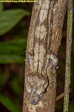 leaf-tailed gecko